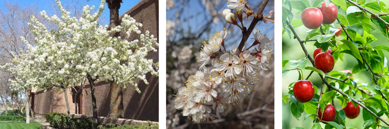 American plum (Prunus americana) 