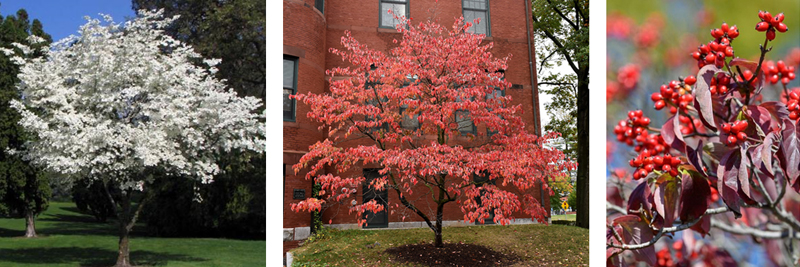 Flowering dogwood (Cornus florida) 