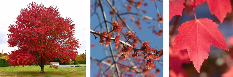 Red maple (Acer rubrum) 