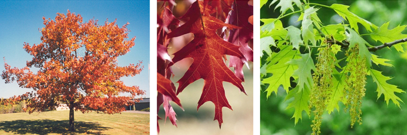 Red oak (Quercus rubra) 