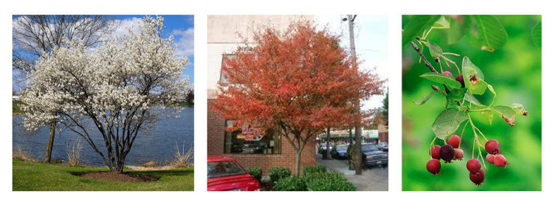 Downy serviceberry (Amelanchier arborea)