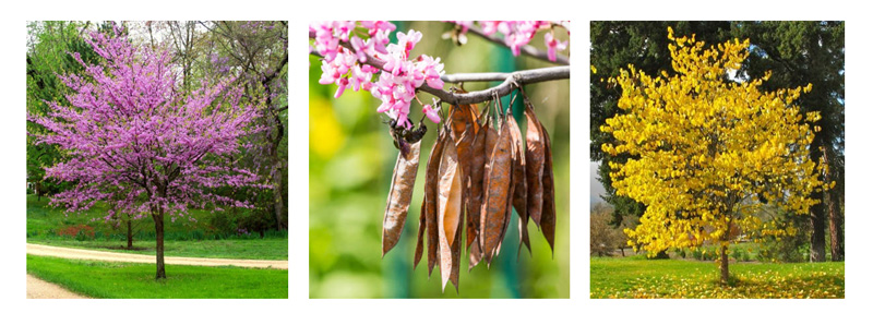 Eastern redbud (Cercis Canadensis)