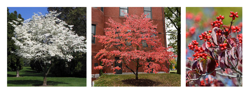 Flowering dogwood (Cornus florida)