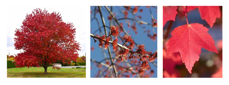 Red maple (Acer rubrum)