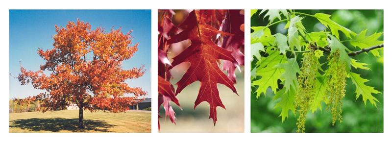 Red oak (Quercus rubra)
