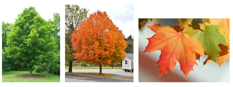 Sugar maple (Acer saccharum)