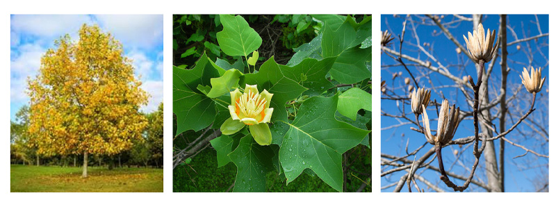 Tulip tree (Liriodendron tulipifera)
