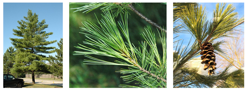Eastern white pine (Pinus strobus)