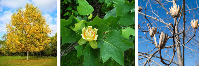 Tulip tree (Liriodendron tulipifera) 