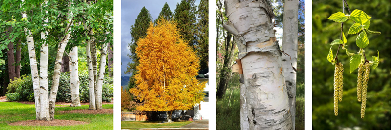 White birch (Betula papyrifera) 