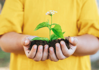 A child's hands hold a plant
