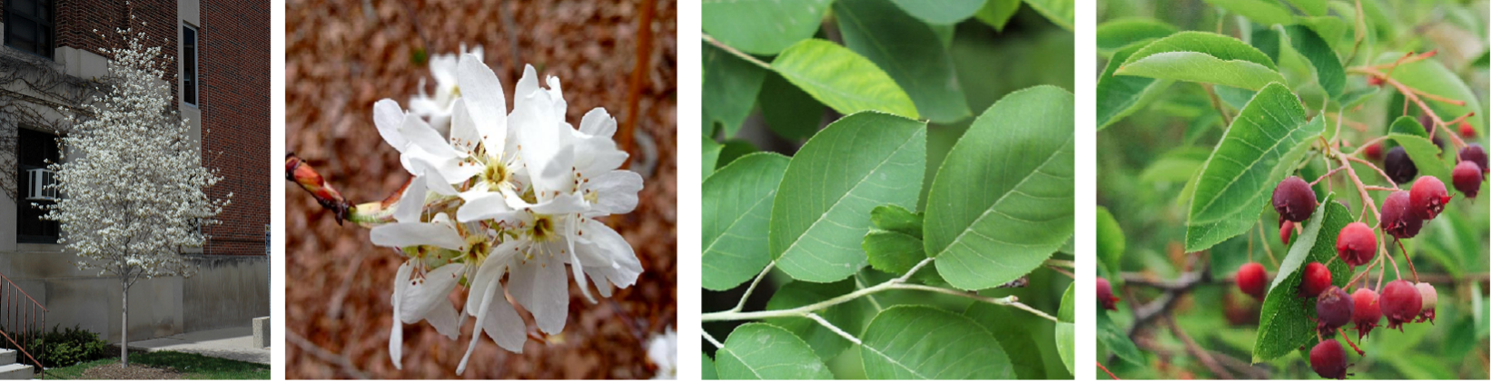 Downy Serviceberry