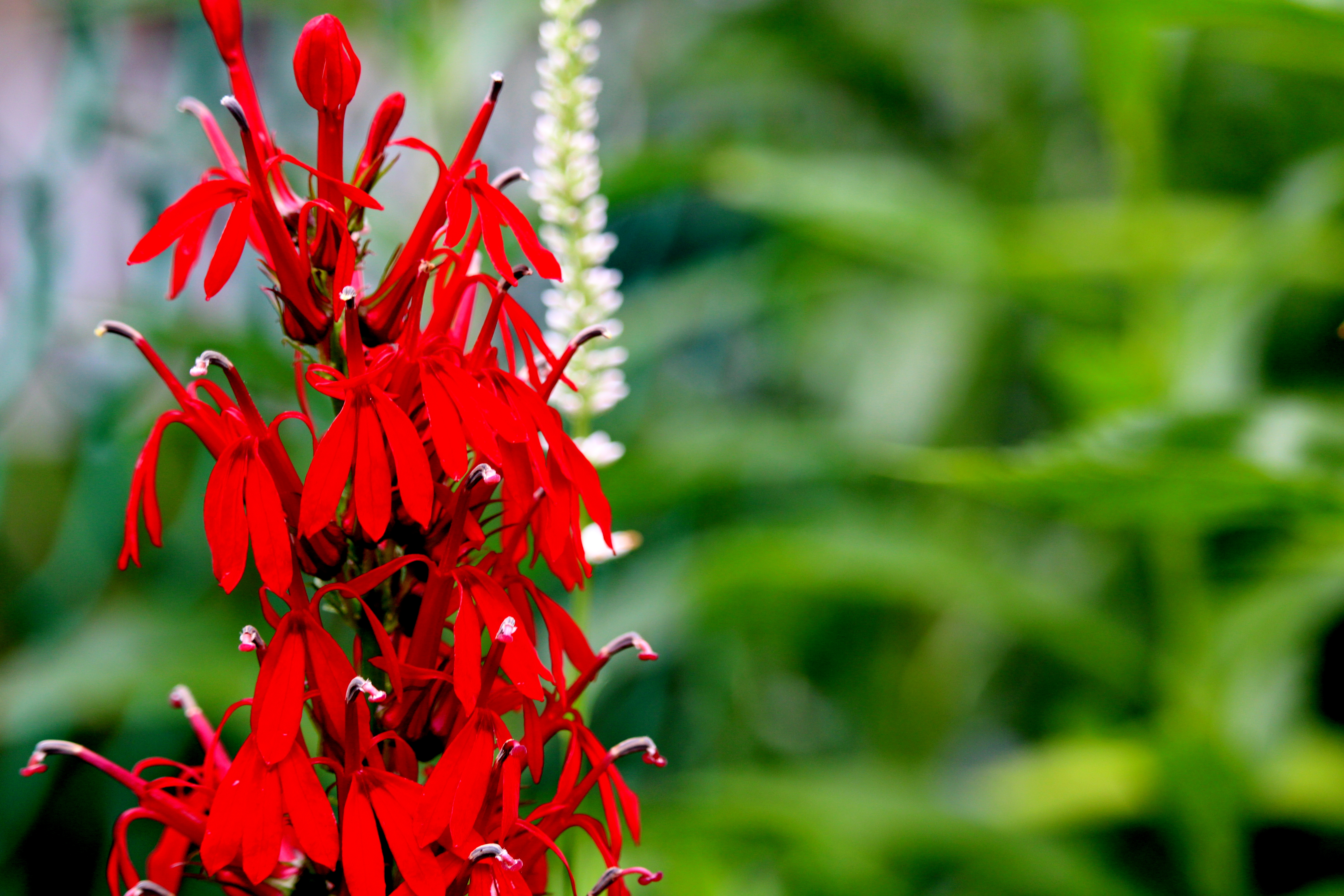 Cardinal Flower