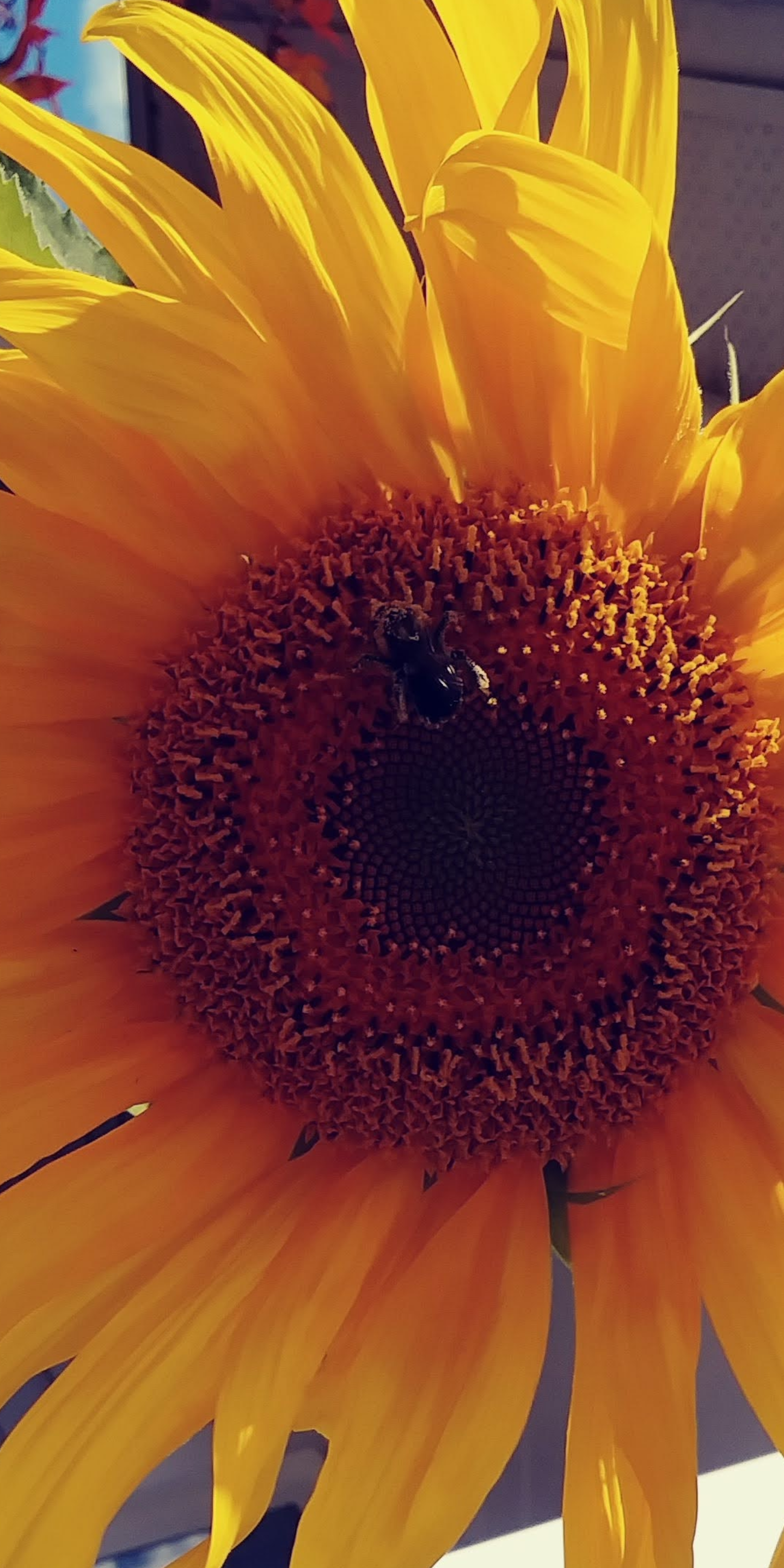 Sunflower