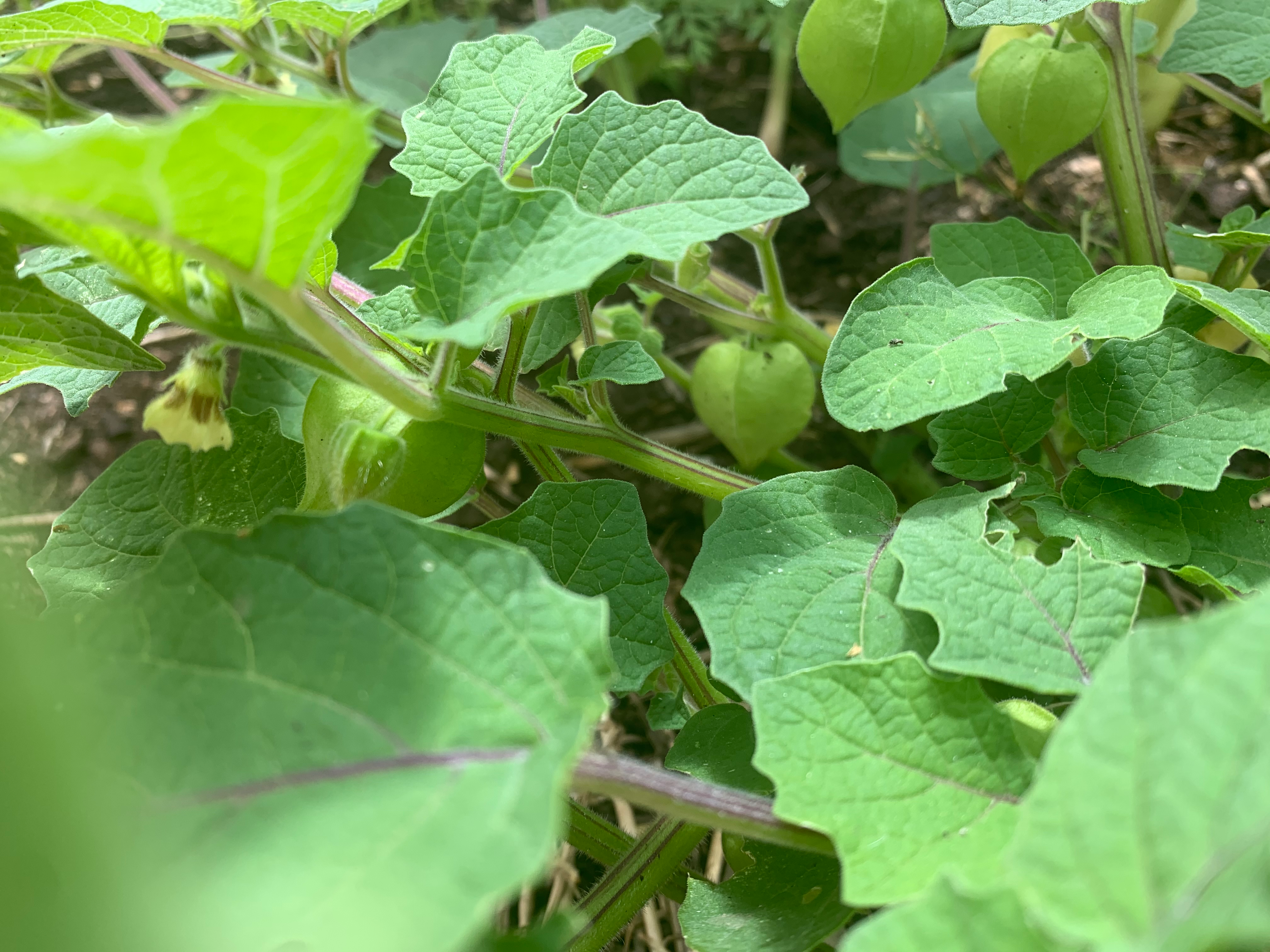 edible garden leaves