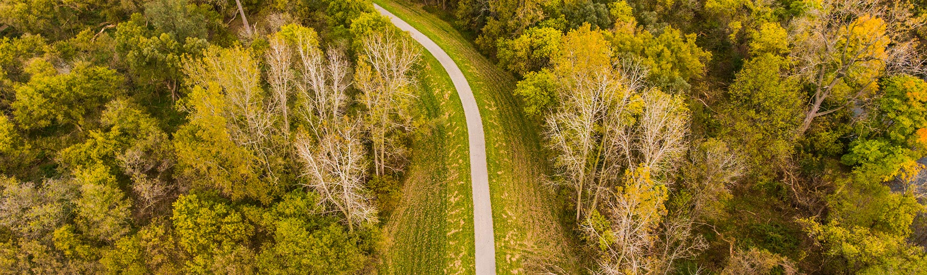 Tree canopy and trail