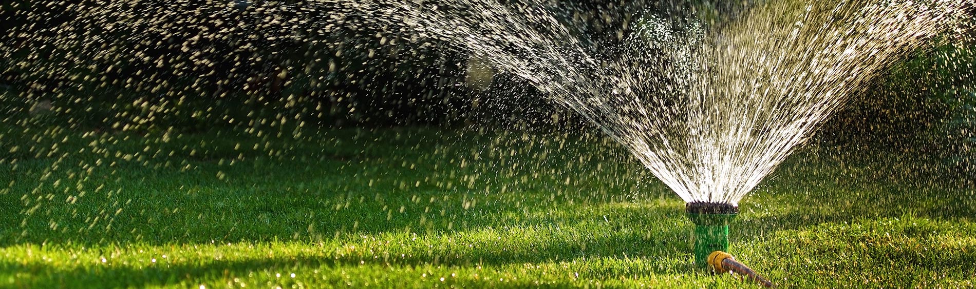 grass with sprinkler