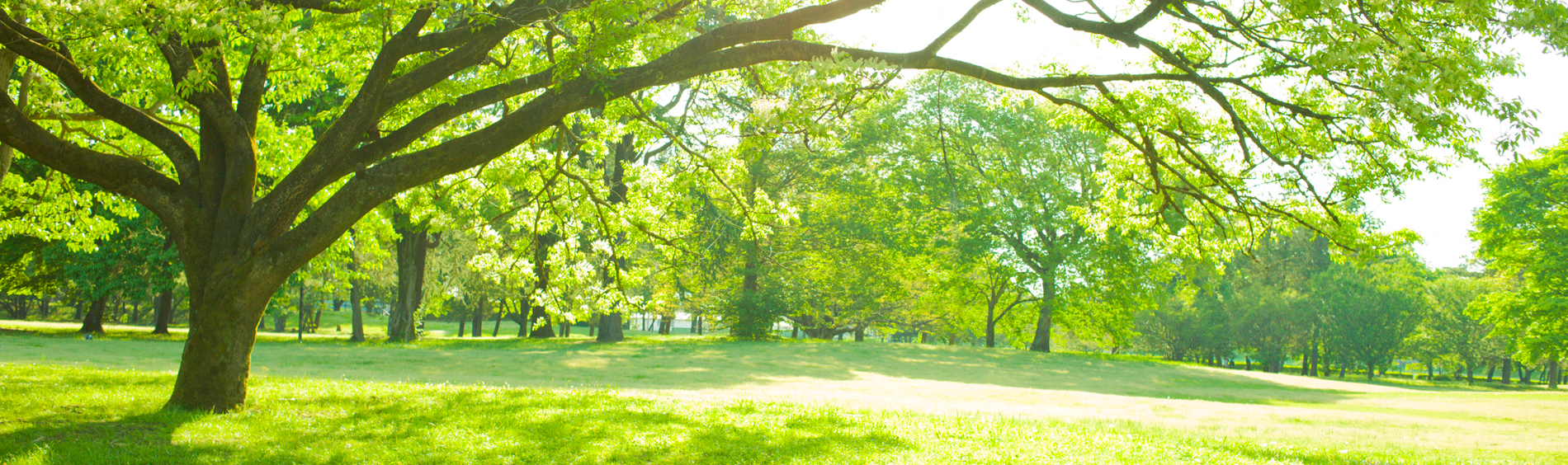 A park with large trees and green grass