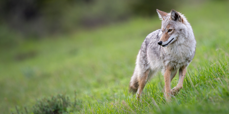A coyote stands in a grassy area