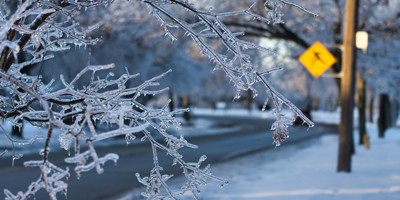 Winter scene with ice covering tree branches