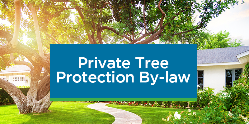 Private Tree protection bylaw