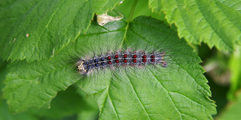 Gypsy moth on a leaf