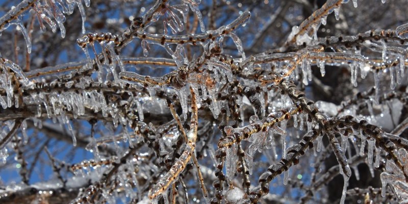 Tree branches coated in ice