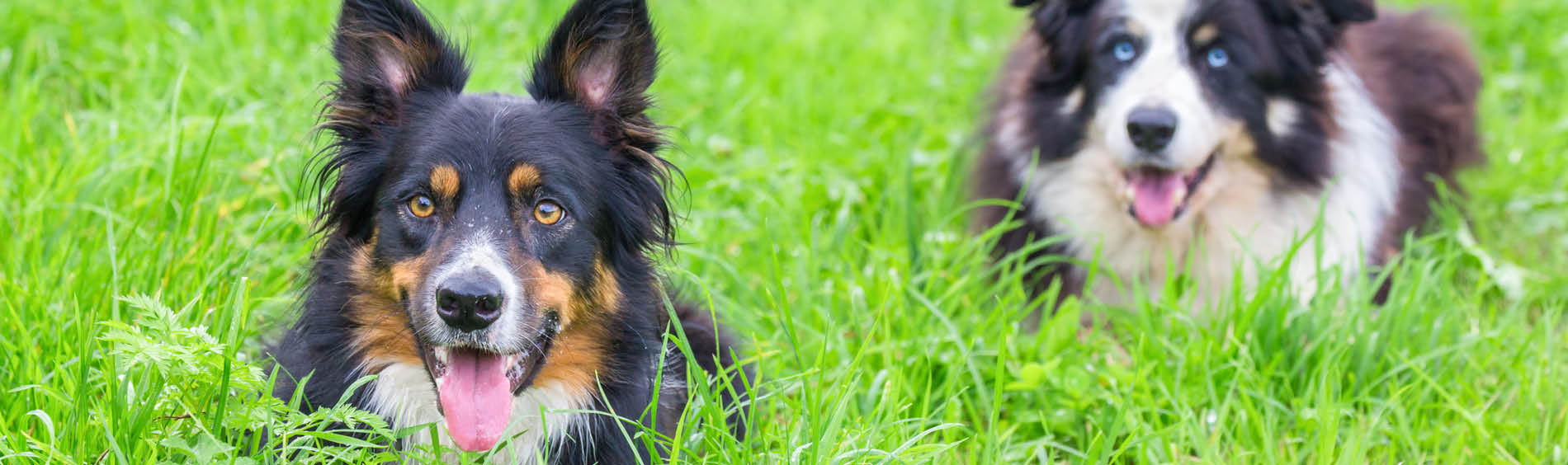 Dogs at the dog park