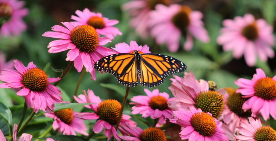 A pollinator garden with butterfly