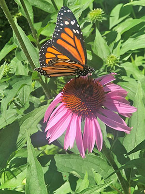 Pollinator Gardens