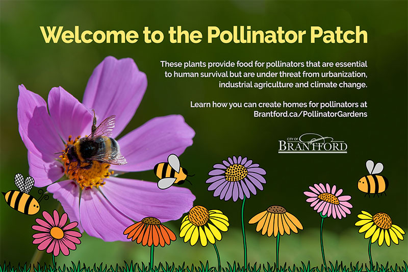 Welcome to the Pollinator Patch
