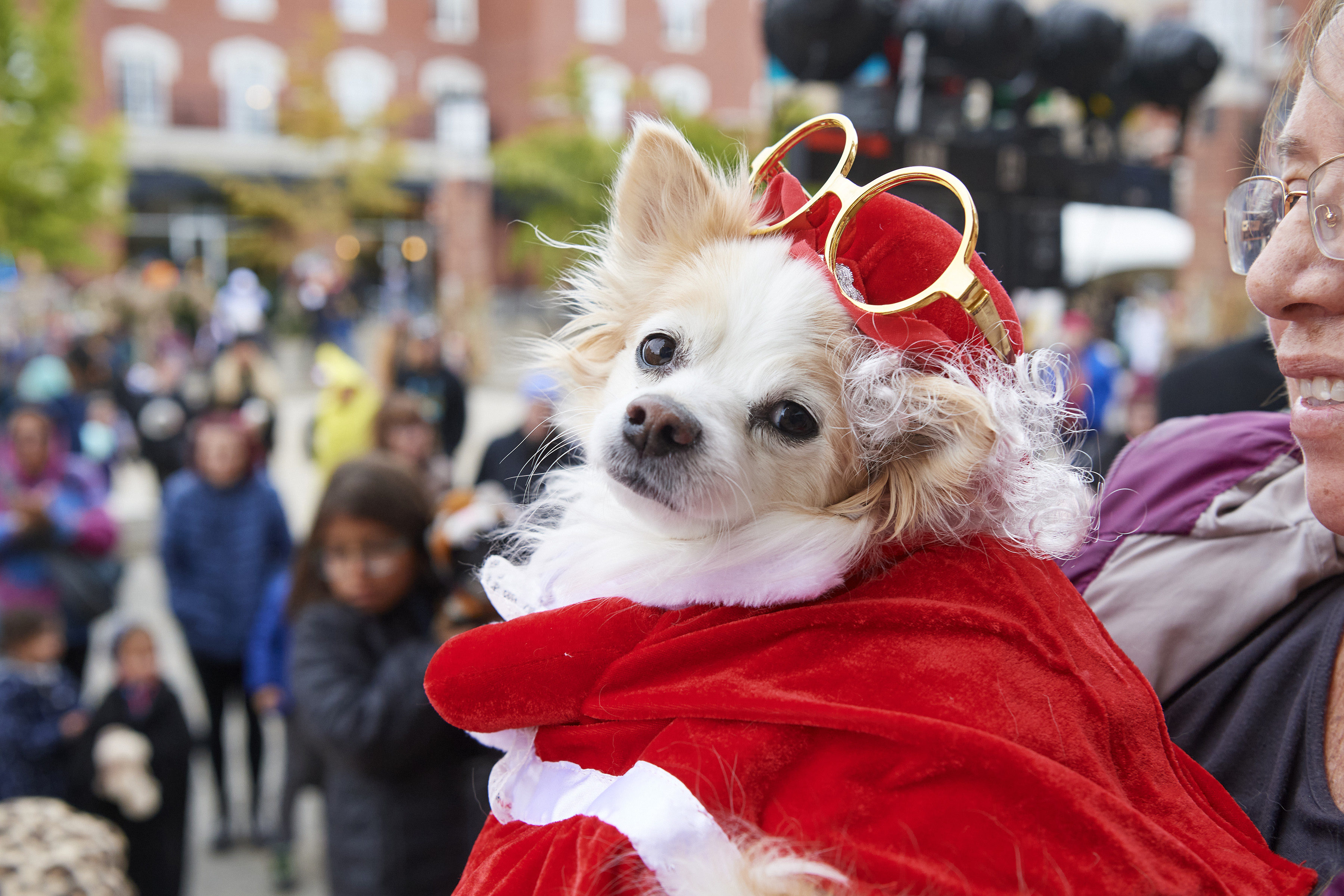 Cute dog in Mrs.Claus costume