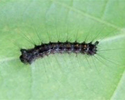 Caterpillar