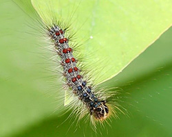 Caterpillar