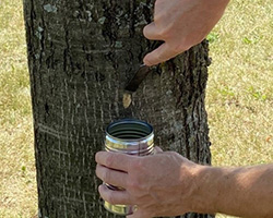 Egg Mass Survey