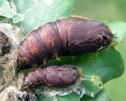 Pupa