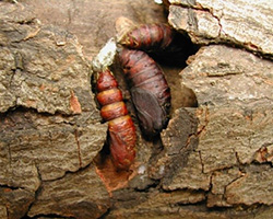 Pupa