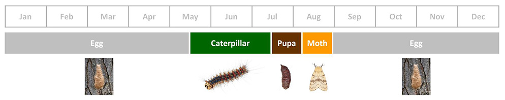 Spongy Moth Life Cycle