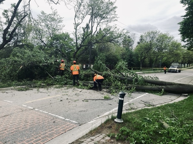 Parkside tree down