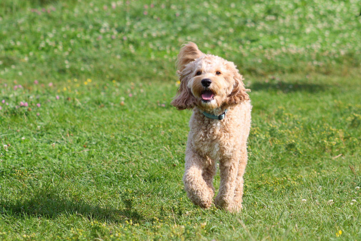 dog running in a park