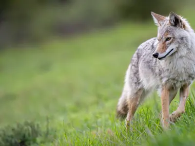 Coyotes---800x400.png