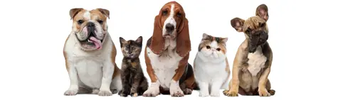 1-interior-living-here-animal-services.jpg