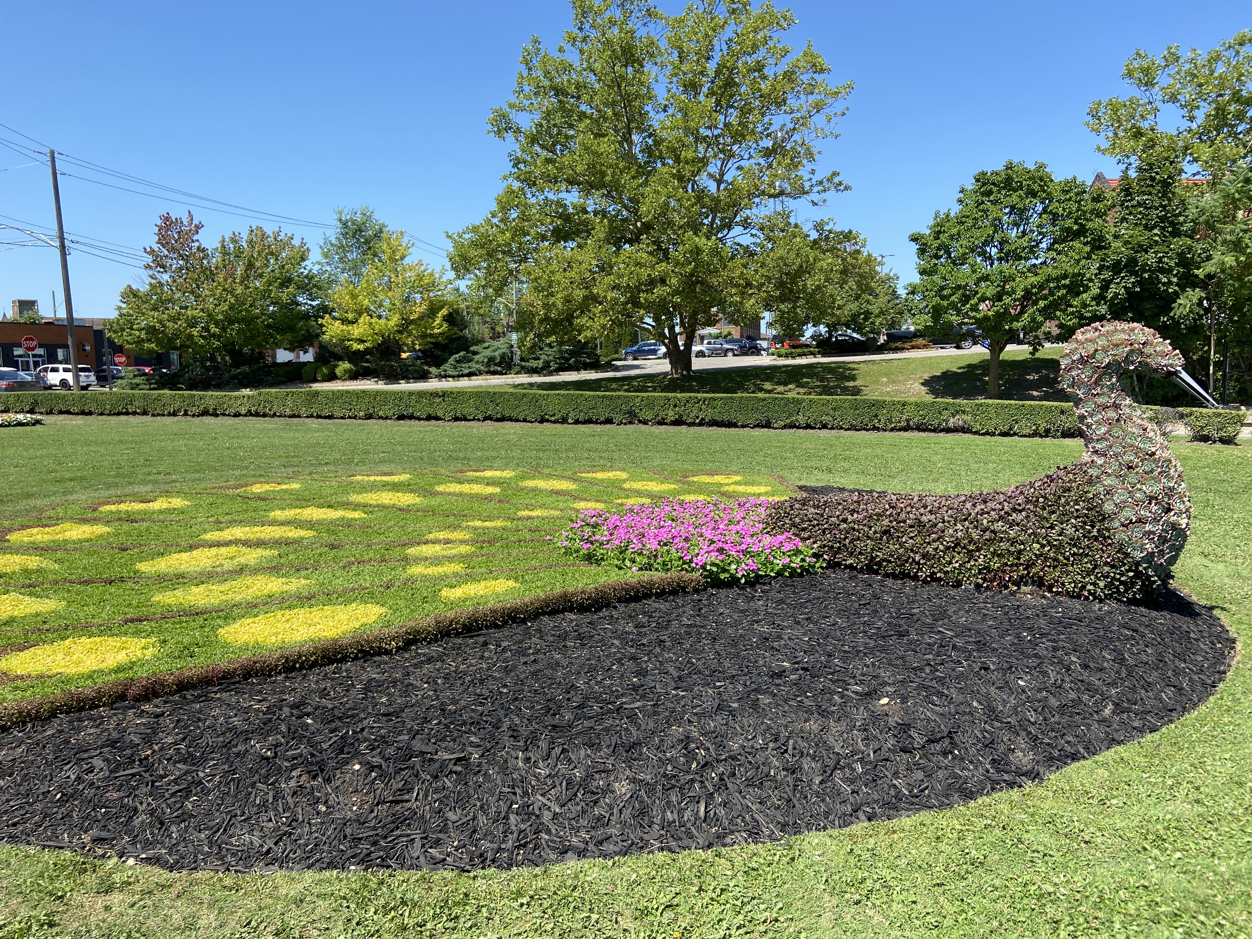 Peacock horticulture garden at CNR Gore Park