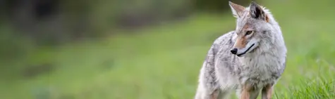 Coyotes-B.jpg